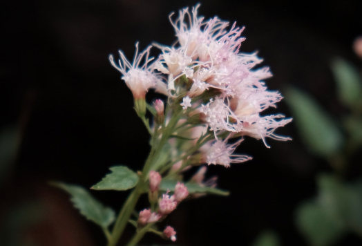 iNaturalist Class Challenge