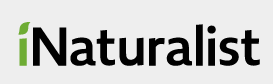 iNaturalist Logo
